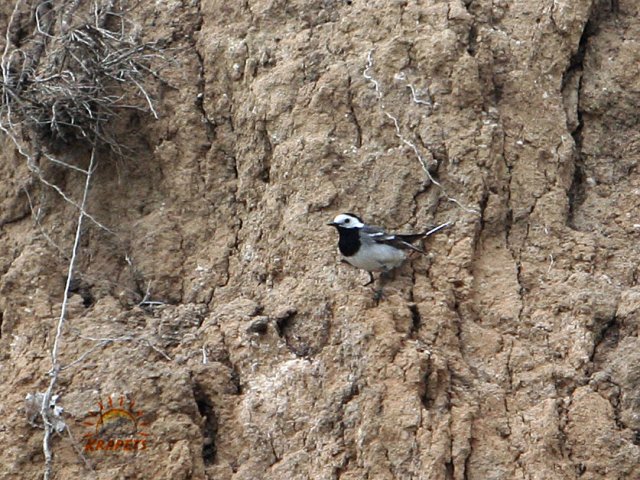 Super wagtail