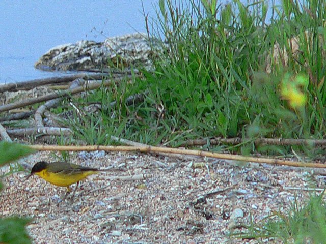 P1130805
