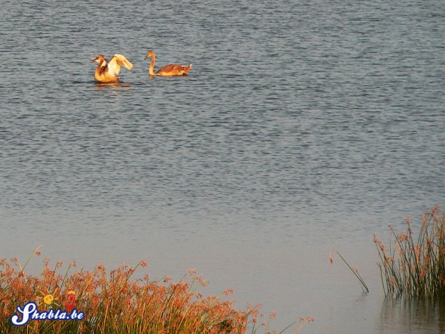 Tuzla_Young_Swans
