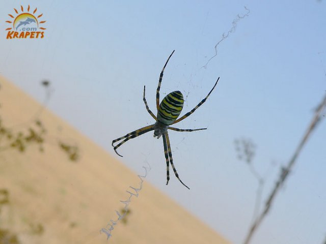 The spider and its net