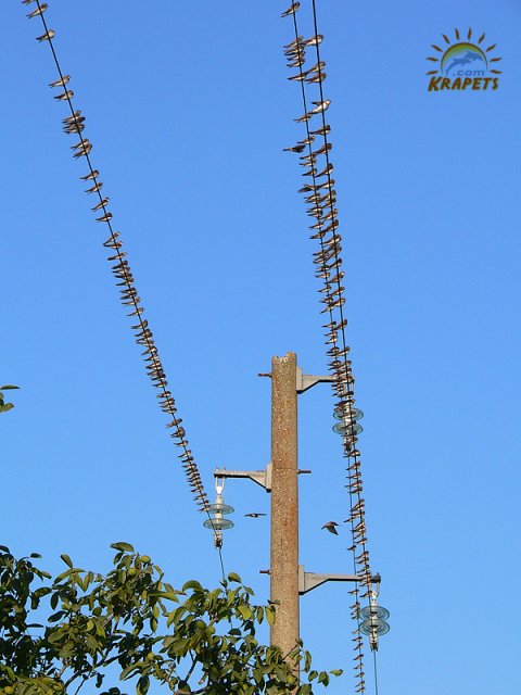 Лястовичи наниз